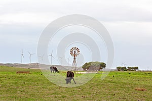 Cattle Grazing Beside Old And New Wind Devices