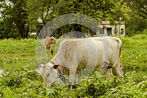 Cattle grazing in open grass field