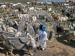 Cattle grazing in open ground near pond hinglaj village near Idar Sabarkantha Gujarat