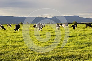 Cattle grazing in the open meadows in Australia