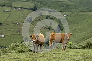 Cattle grazing outdoors in a green mountain meadow photo