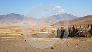 Cattle grazing outside a Maasai boma enclosure in the Ngorongoro conservation area, Tanzania