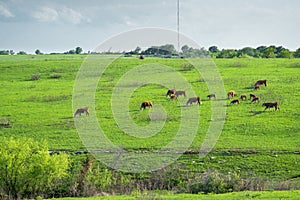 Cattle grazing pasture