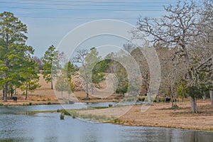 Cattle grazing in the pasture and drinking from the pond in Austonio, Houston County, Texas