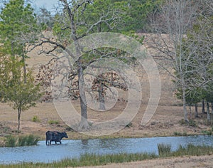 Cattle grazing in the pasture and drinking from the pond in Austonio, Houston County, Texas