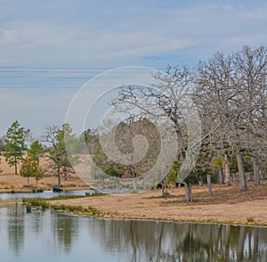 Cattle grazing in the pasture and drinking from the pond in Austonio, Houston County, Texas