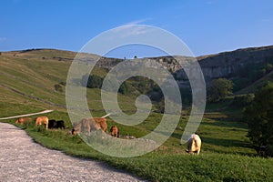 Cattle grazing beside the path down to Malham Cove.