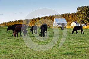 Cattle grazing in peaceful rural enclosure and patrimonial white wooden house