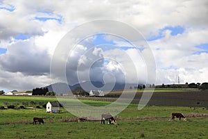 Cattle grazing peacefully in the beautiful Devon Vally