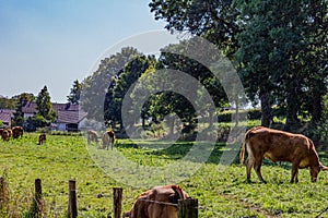 Cattle grazing quietly on a farm with green grass, trees and a fence with wooden posts and barbed wire