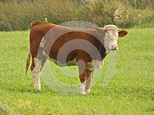 Cattle Grazing Red and White