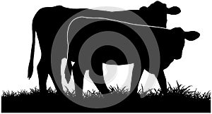 Cattle grazing silhouette