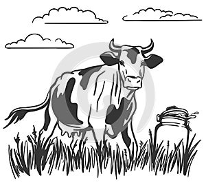 Cattle grazing. silhouette of a cow grazing in the meadow. can of fresh steam. milk stands on the grass