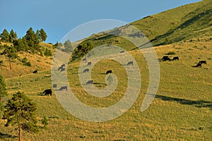 Cattle grazing steep Montana mountain hillsides photo
