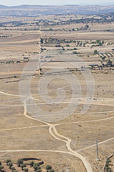 Cattle grazing at summer pasture area in semi-arid climates photo