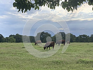 Cattle grazing summer pasture with stormy skies