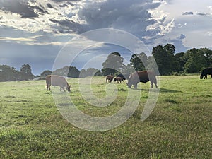 Cattle grazing summer pasture with stormy skies