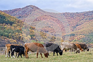 Cattle grazing surrounded by hills covered with colorful forests on an autumn day