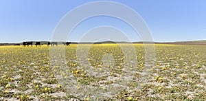 Cattle Grazing Tansy-Leaf Evening Primrose at Cow Lakes, Malheur County, South Eastern Oregon photo