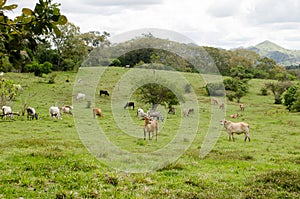 Cattle grazing in tropical pasture land