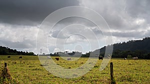 Cattle Grazing Under Storm Clouds