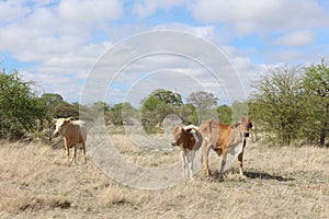 Cattle grazing in the veldt photo