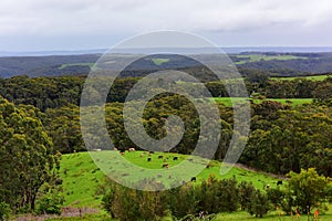 Cattle grazing at Wattle Hill in Victoria