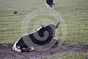 Cattle in the green grass