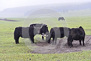 Cattle in the green grass