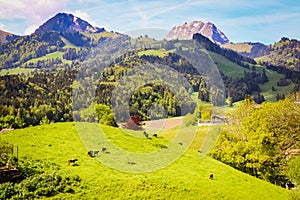 Cattle heading to pasture