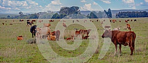 Cattle heard on a meadow photo
