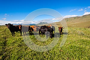 Cattle Heifers Mountains Green Blue