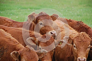 Cattle Herd