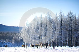 Cattle herd Aershan Inner Mongolia China
