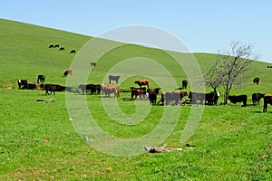 Cattle Herd And Grassy Hills