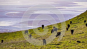 Cattle herd grazing on a pasture on the hills of South San Francisco Bay Area; salt ponds visible in the background; Cattle herds