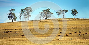 Cattle herd near Dubbo Australia