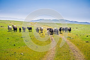 Cattle herd on a pasture up in the hills blocking a hiking trail, south San Francisco bay, San Jose, California