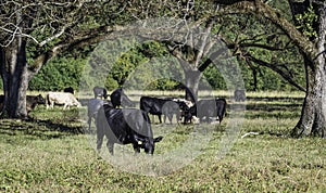 Cattle herd in pecan trees