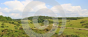 Cattle herd in the purbeck hills