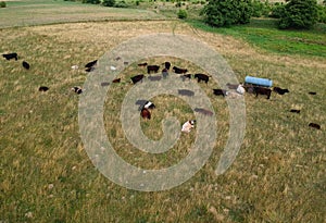 Cattle herd resting on pasture meadow field with water tank, aerial view