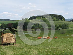 Cattle herd on a willow with a hay wain cart . Scenic agriculture landscape with fodder and hay feeder for cows on grass . Eifel