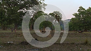 Cattle herded through a field