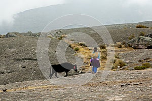 Cattle Herder in the Andes