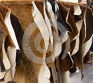 Cattle hides cow, hanging showcase in store different colo photo