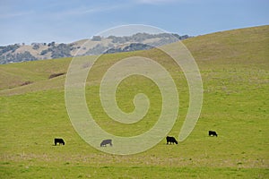 Cattle on a hill