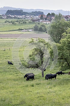 Cattle on a hillside in Berne Switzerland