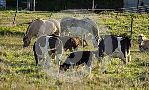 Cattle and horses grazing