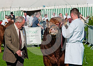 Cattle judging