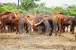Cattle